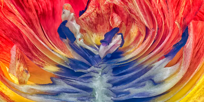 New Angles On Flowers John Humphrey