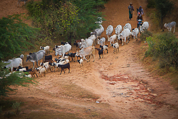 Bringing Home The Herd