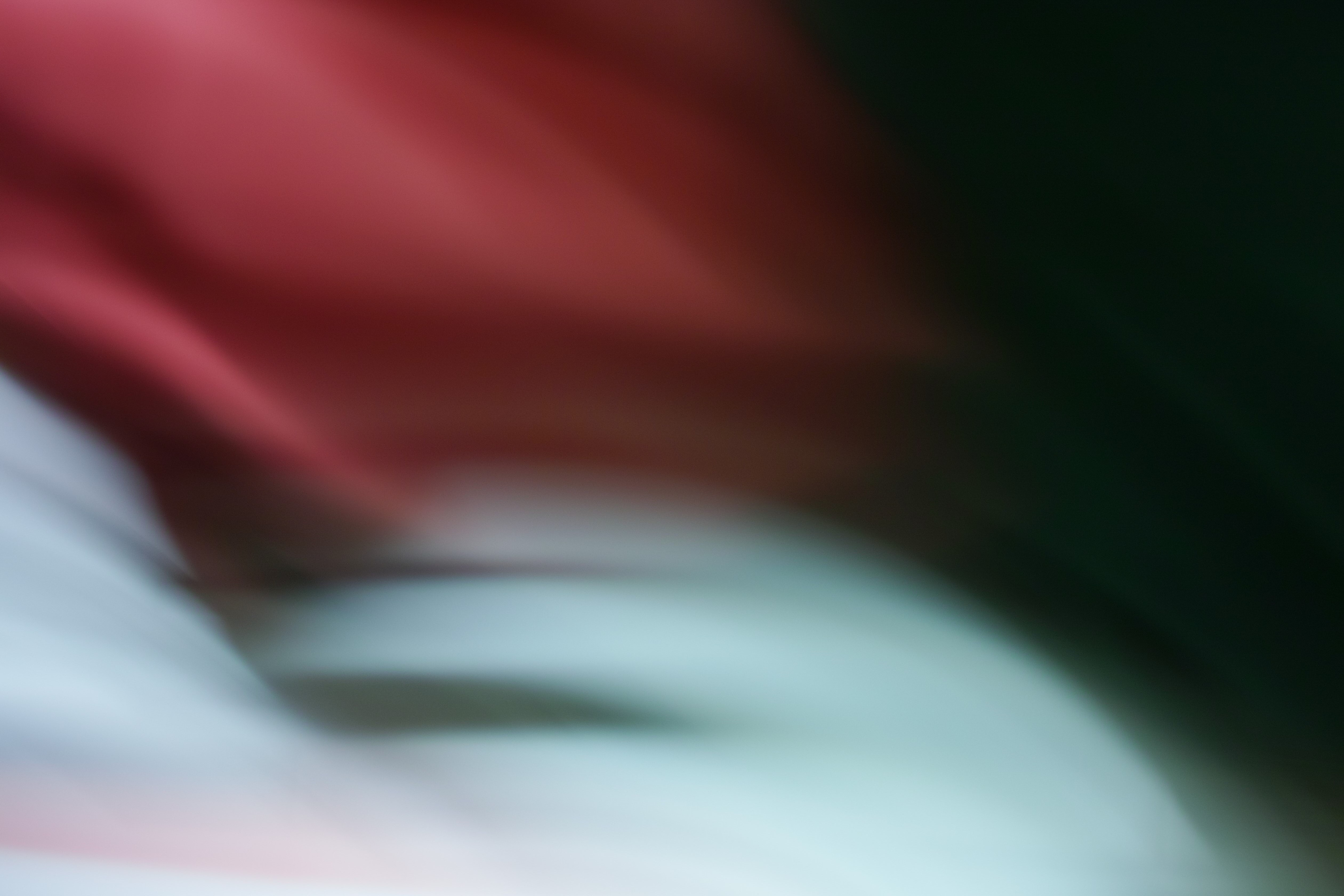 Roses Of Hildesia By Ser Lagania (Germany)