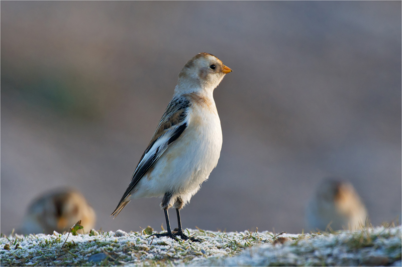 2. Snow Buntings DSC2280