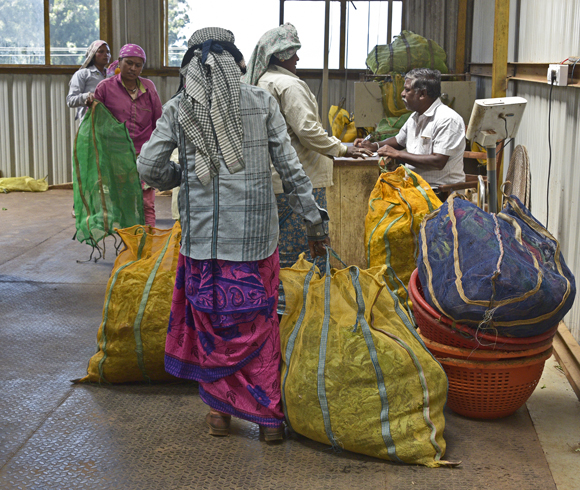 Tea Pickers' Harvest Weigh In