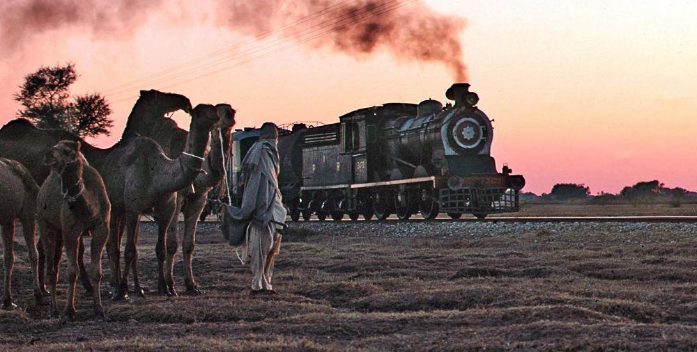 Camels At Sunset Rafiqwal, Pakistan