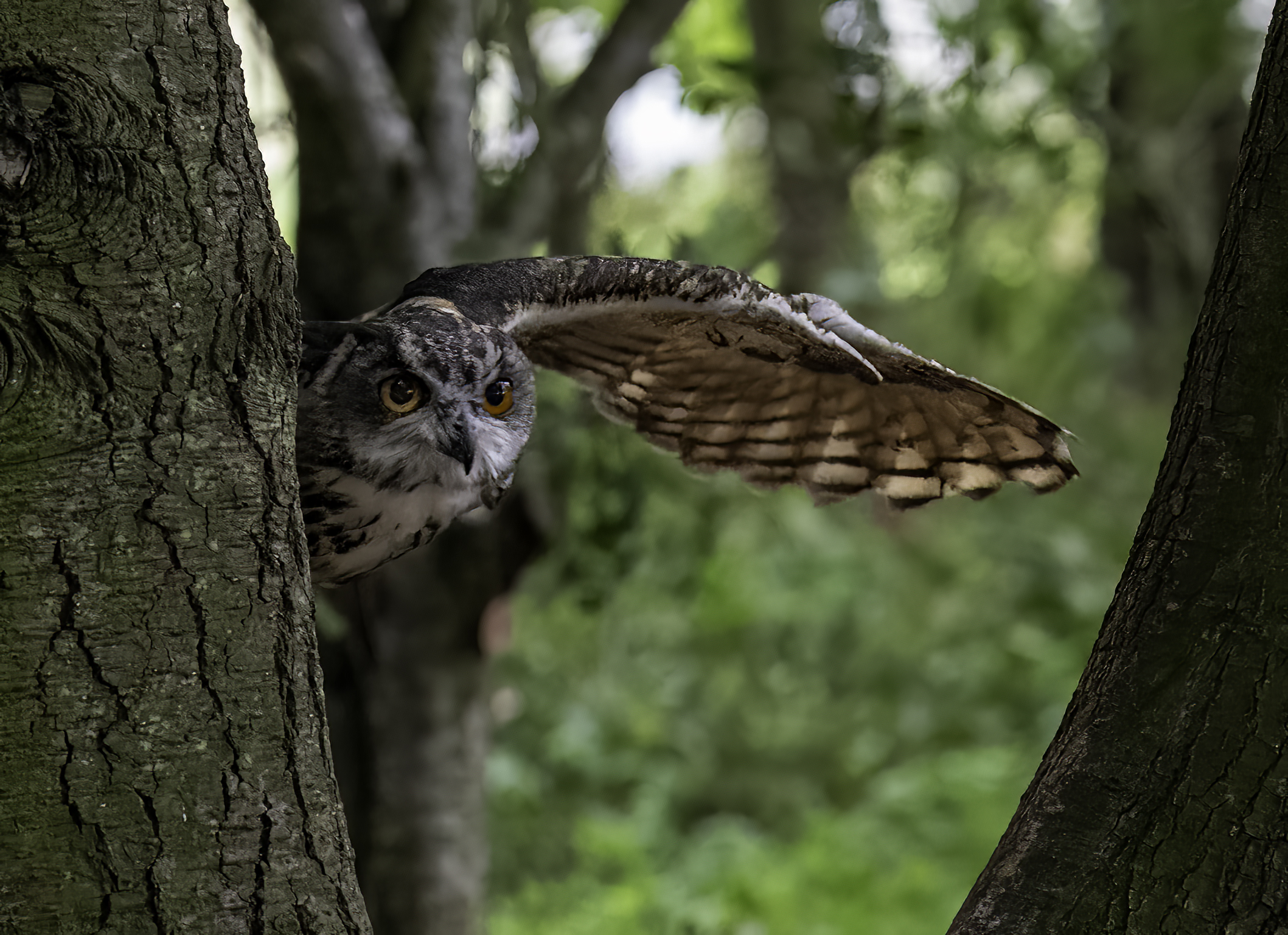 Chris Reekie Whizzer