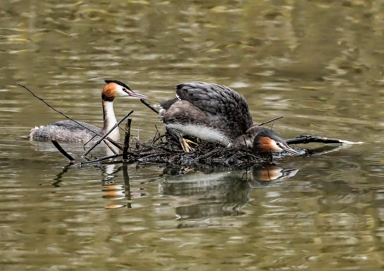 8 Grebes Nesting