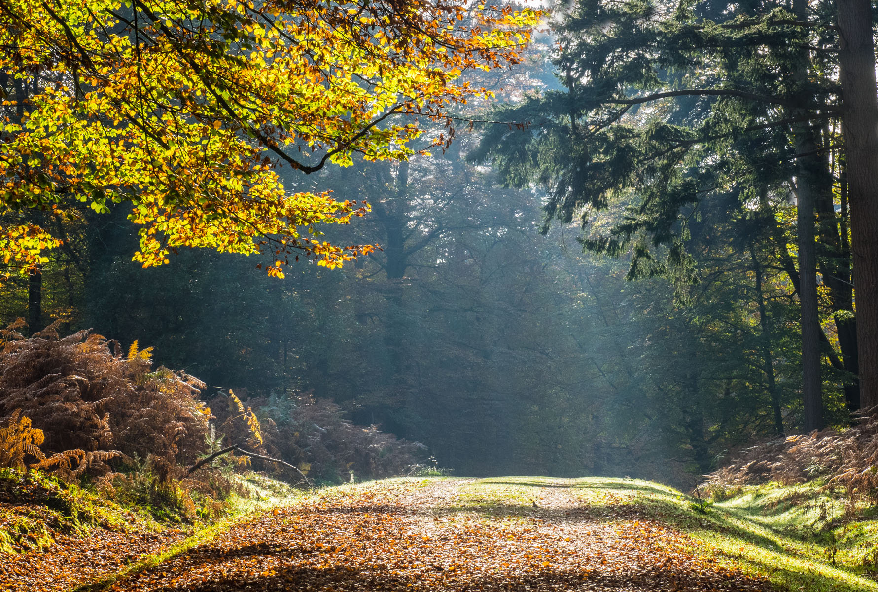 Trees Forest