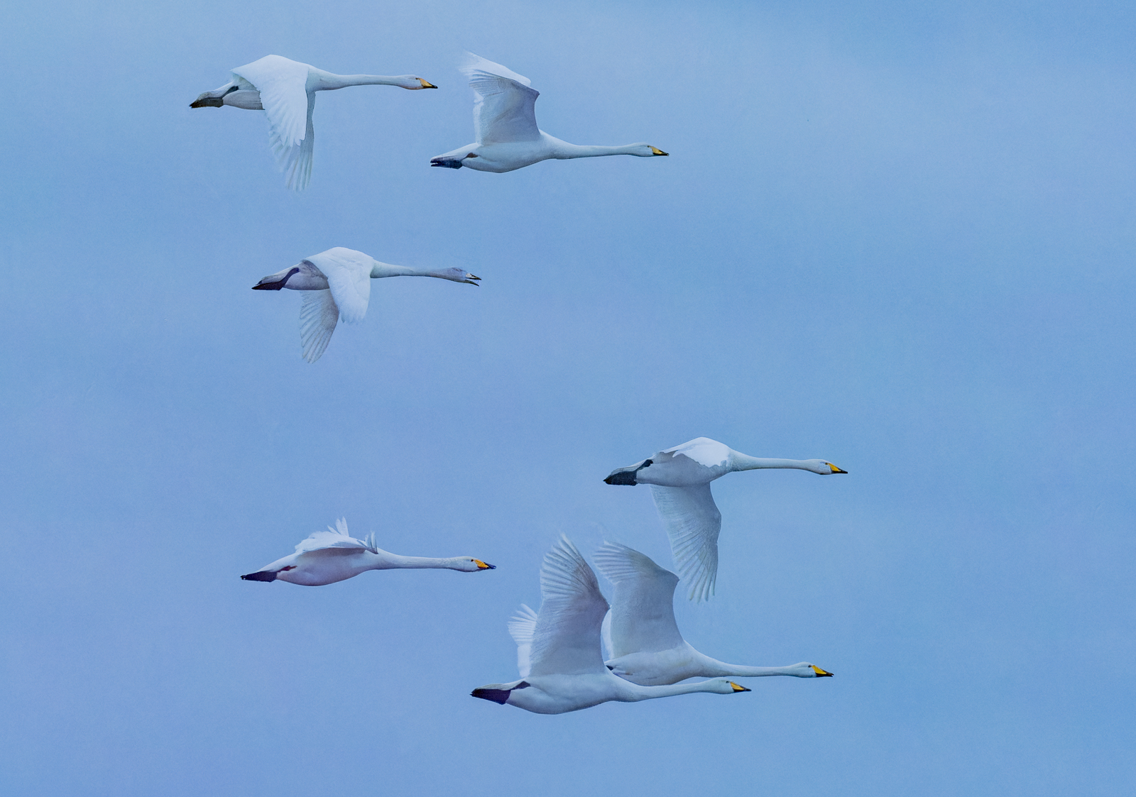 Ann Miles Whooper Swans
