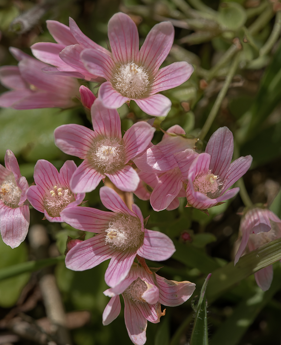 Bog Pimpernel By John Simpson