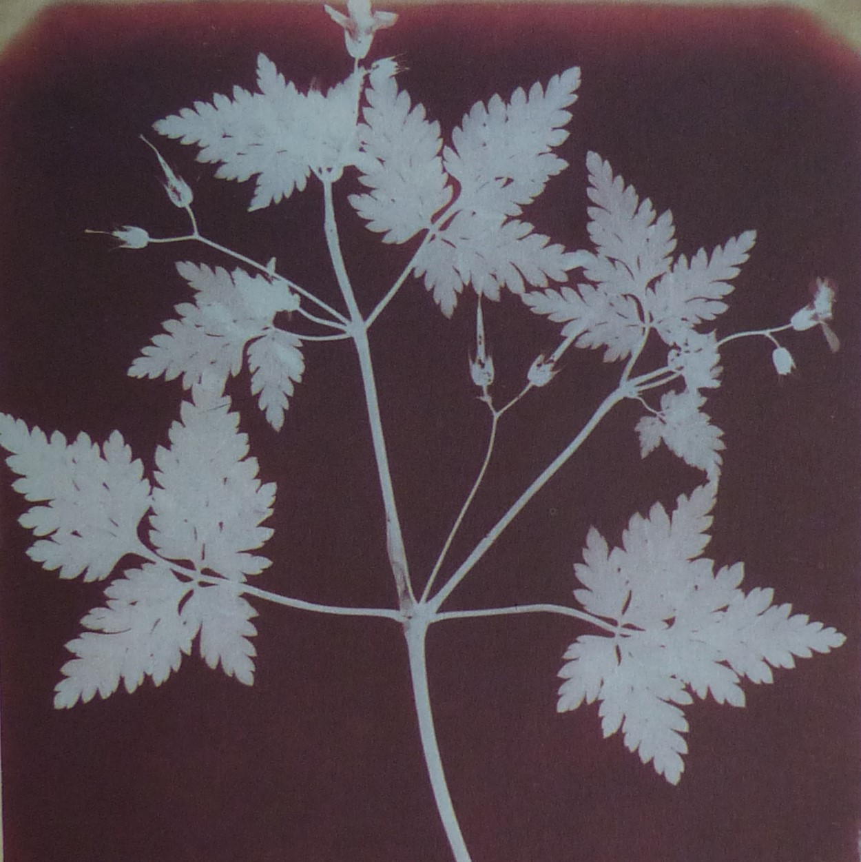 Photogenic drawing of geranium leaf by William Henry Fox Talbot. 