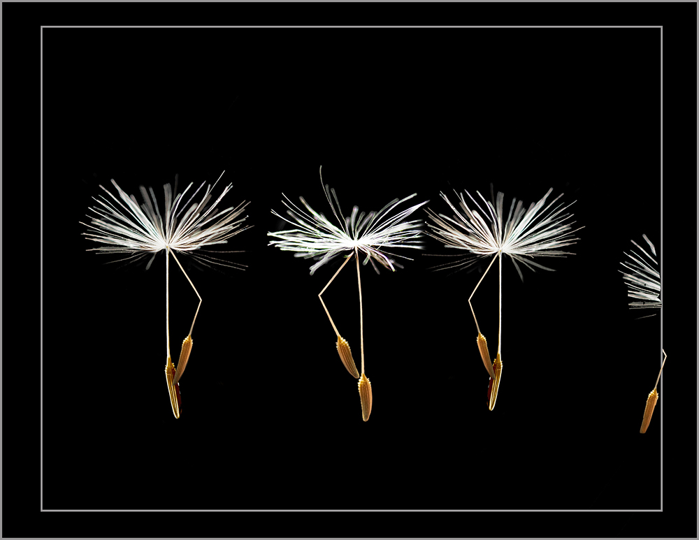 Shy Dancer Sue James