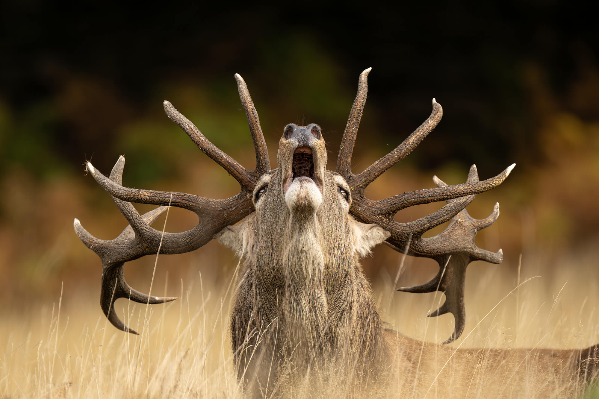 WPY Rutting Call 2