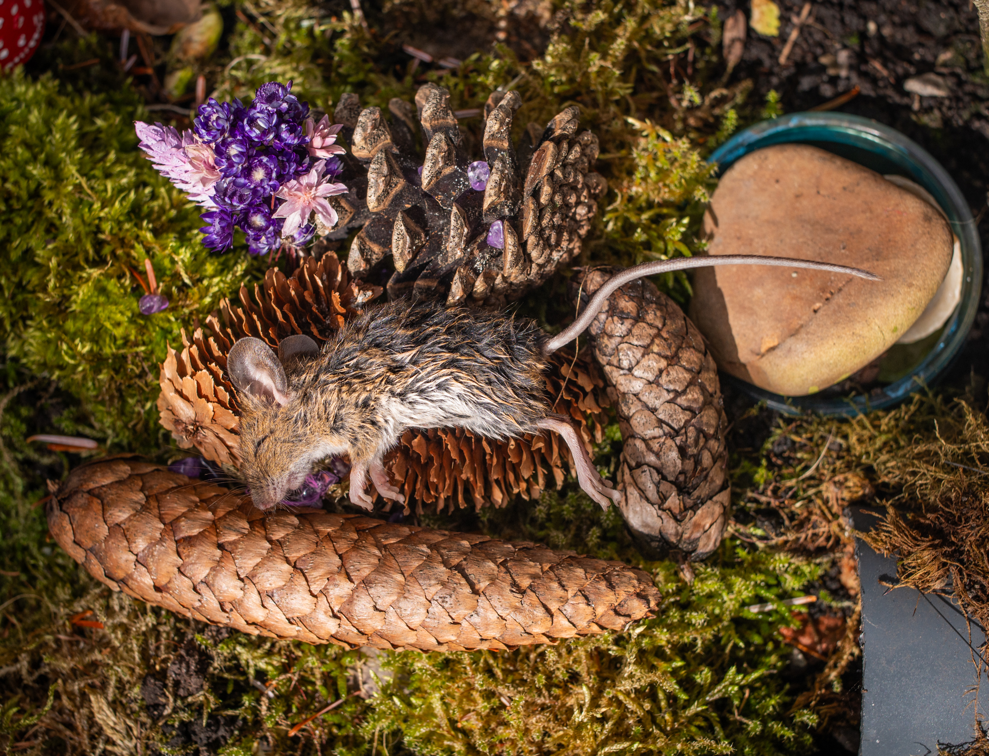 5567752 Lisa J Brinkworth Mouse In Memoriam