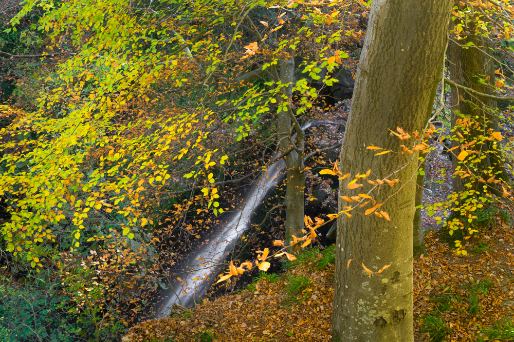 Falling Foss MAIN Autumn 4