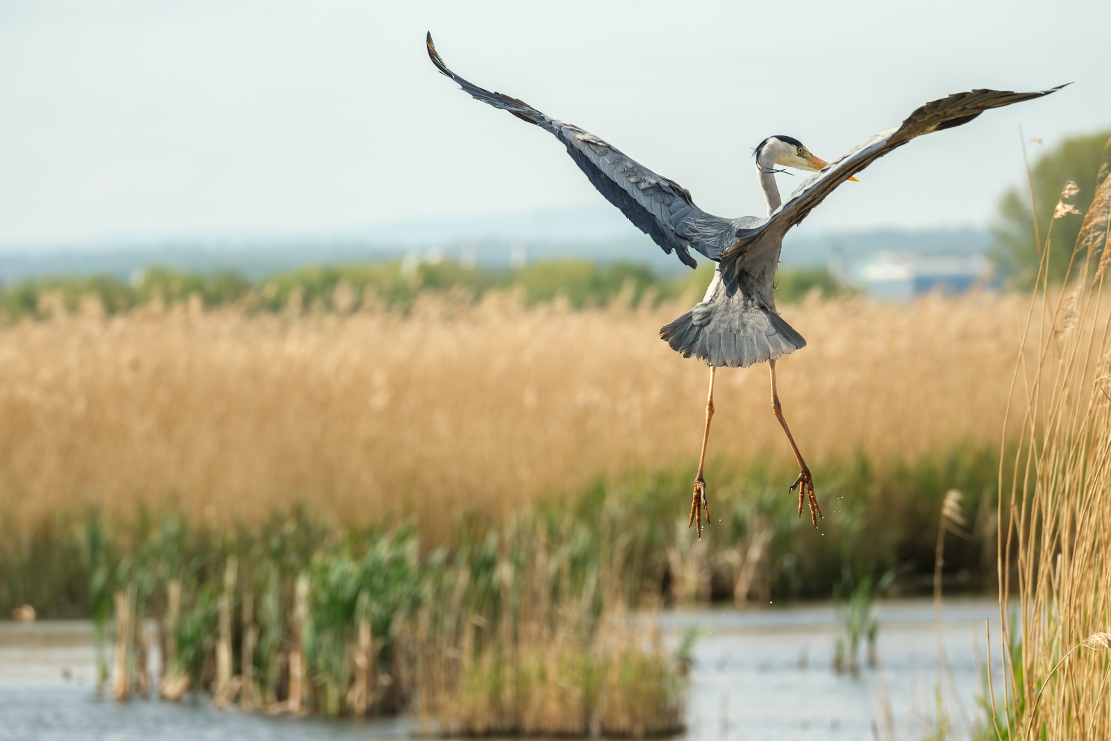 Heron Taking Off (Liz Kenny)