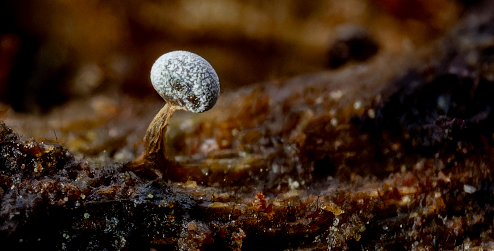 Sandy Slime Moulds 7