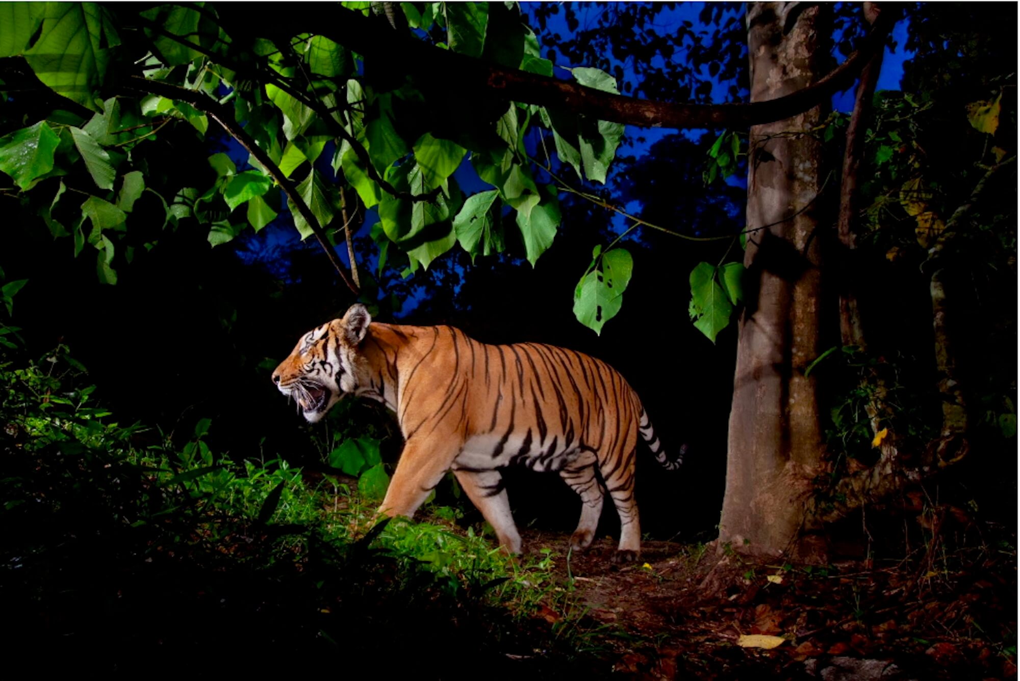Five images of tigers facing extinction