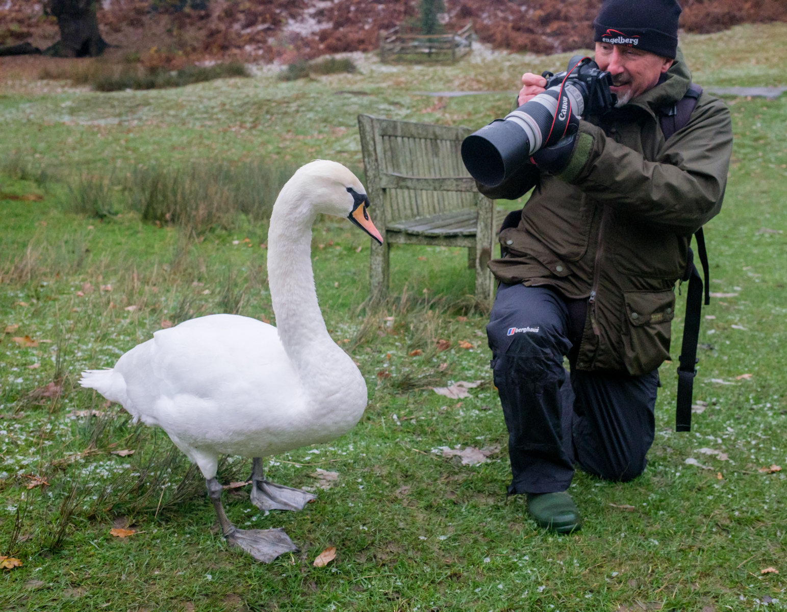 Duncan And Swan By Ann Miles