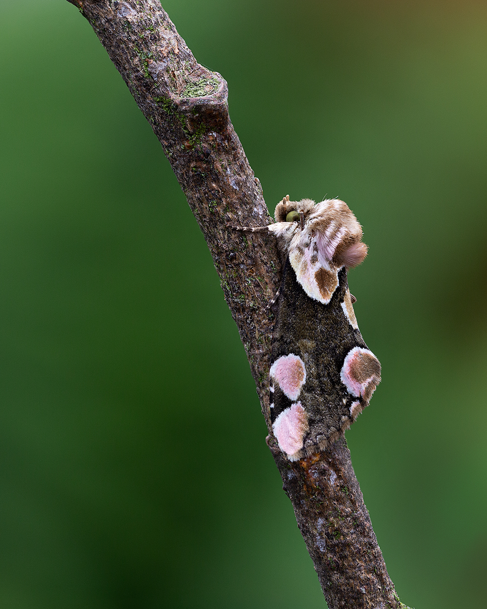 Peach Blossom Moth