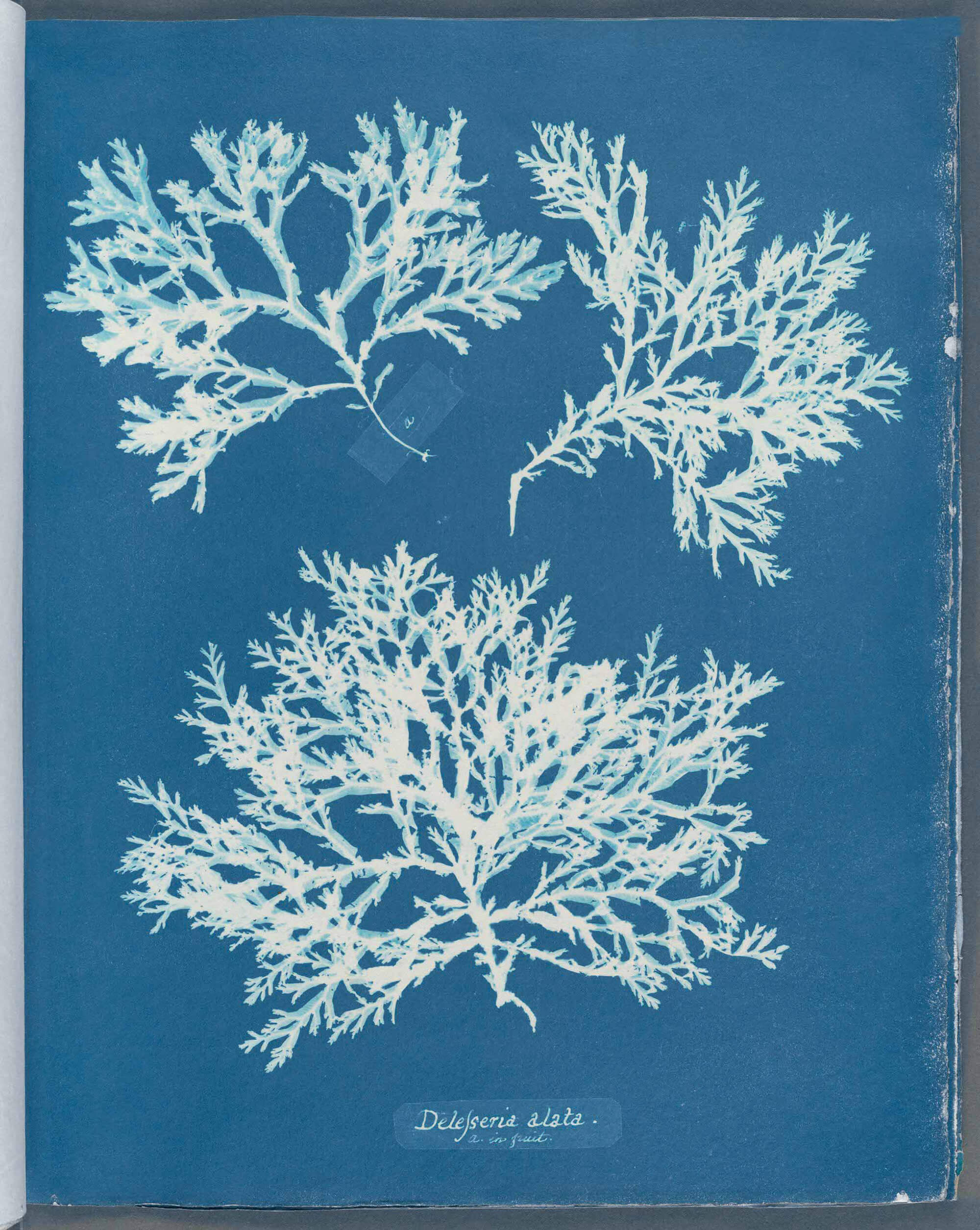 2. Photographs Of British Algae Cyanotype Impressions, 1843 By Anna Atkins 2