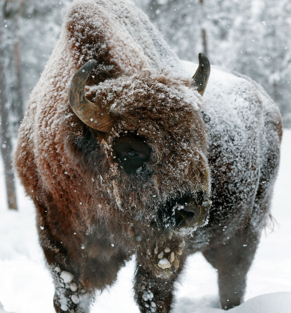 Musk Ox Lycksele Animal Park