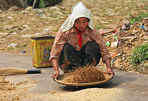 WINNOWING IN SIKKIM By Barbara Fleming