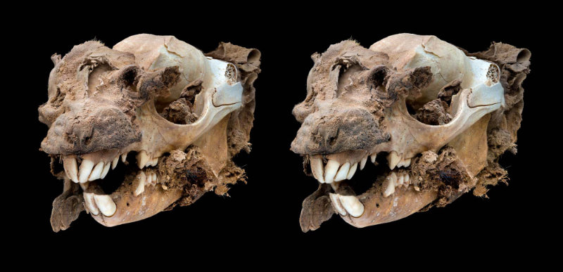 0339 Stereo Pair Of A Small Mammal Skull By Steve Morton FRPS