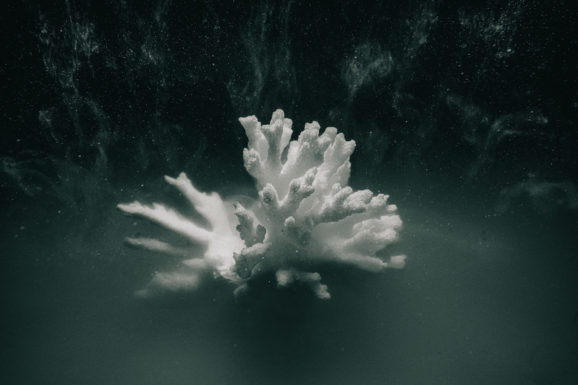 5577304 Victoria Stokes Arps Ocean Acidification 2 3