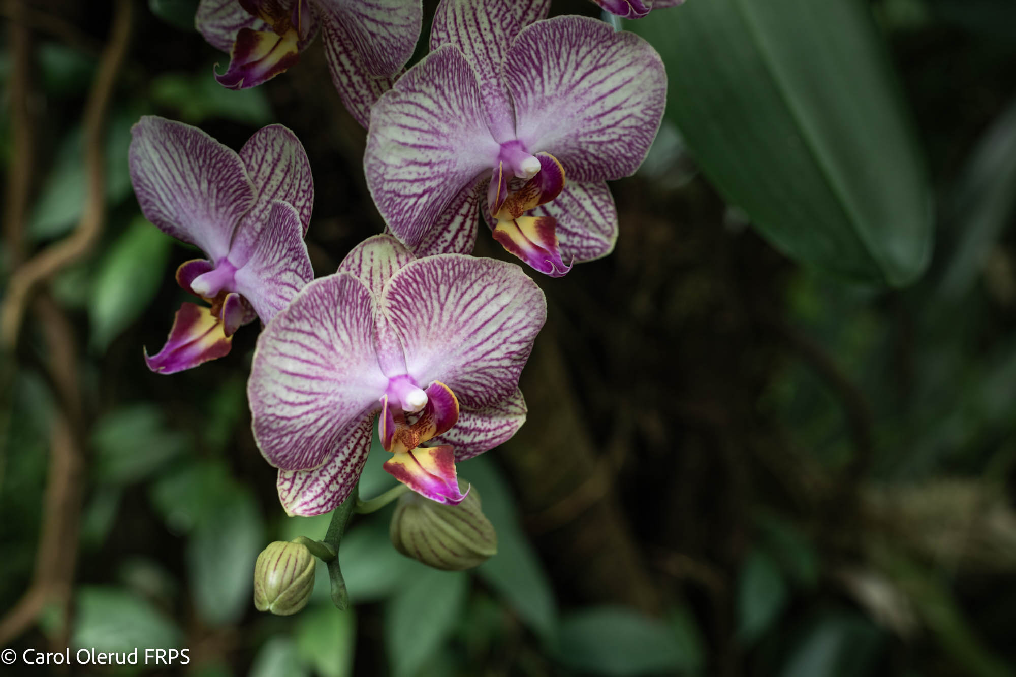 NL Carol Olerud FRPS 02 Orchid