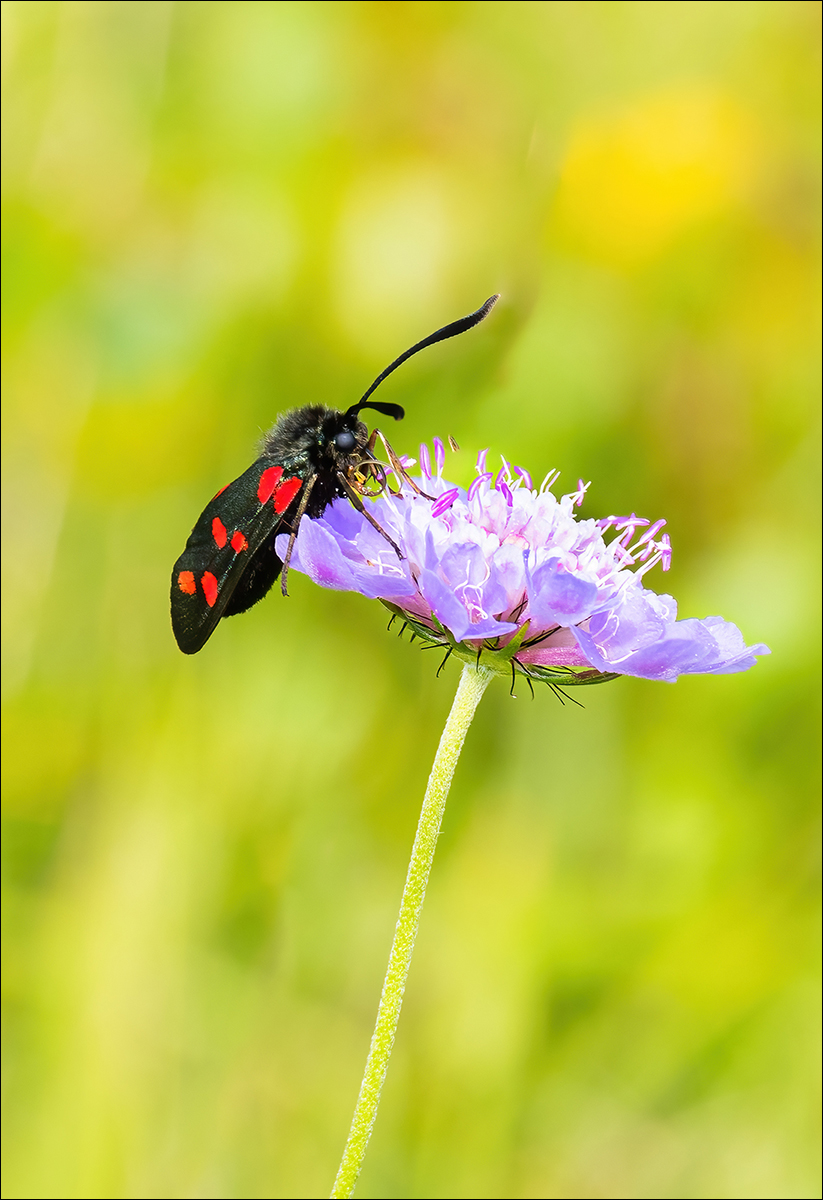 Six Spot Burnett By Shaun Boycott Taylor ARPS