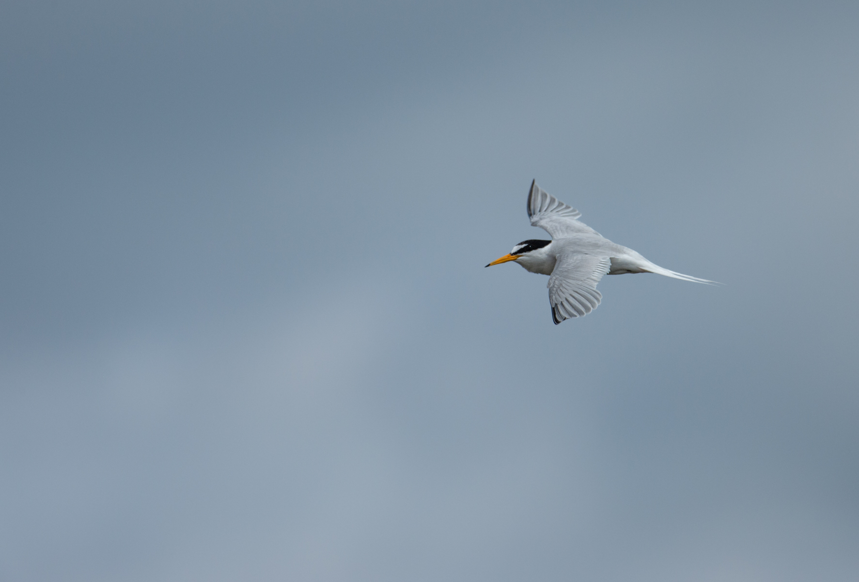 Little Tern By Nick Akers