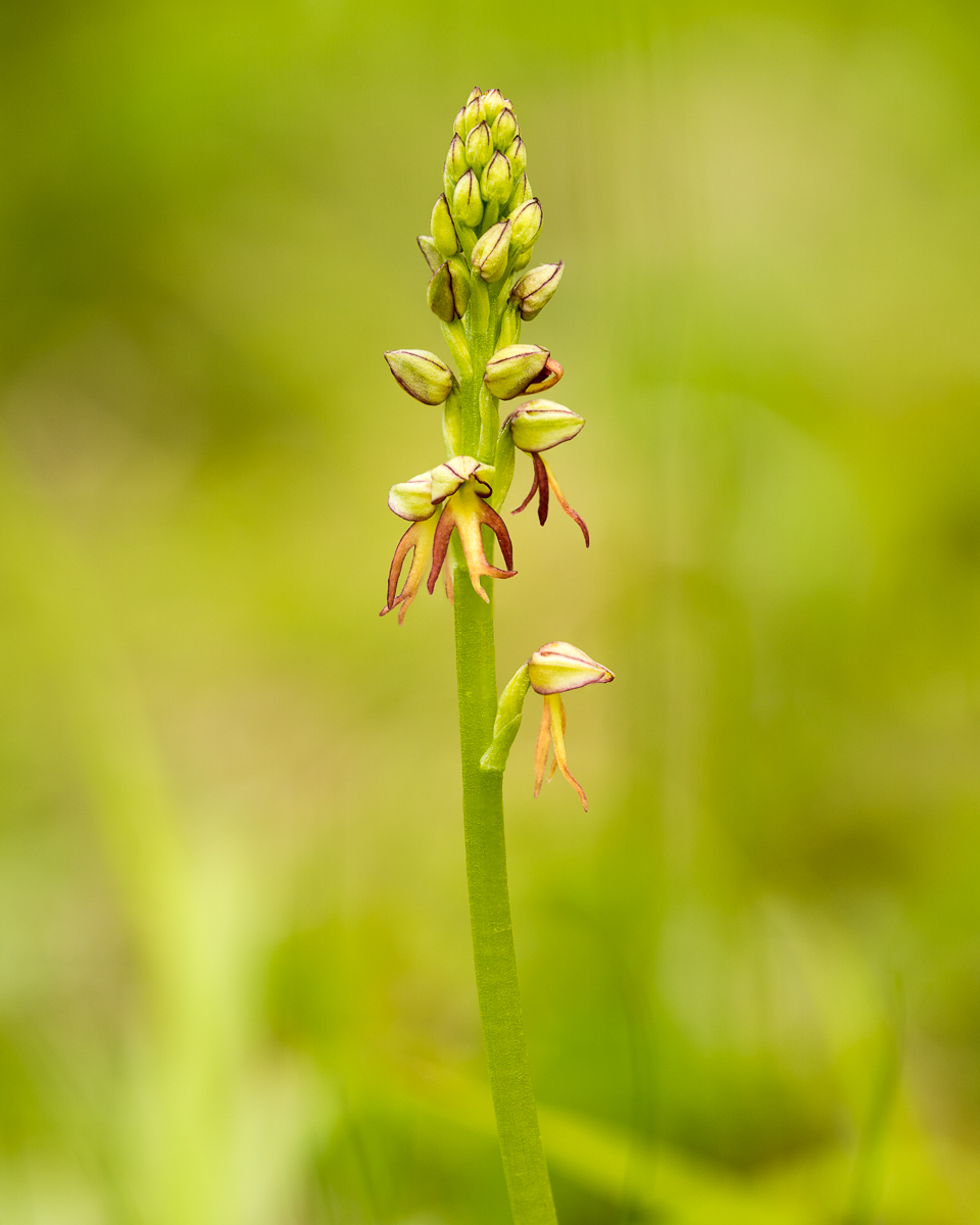 Man Orchid By Nigel Symington ARPS