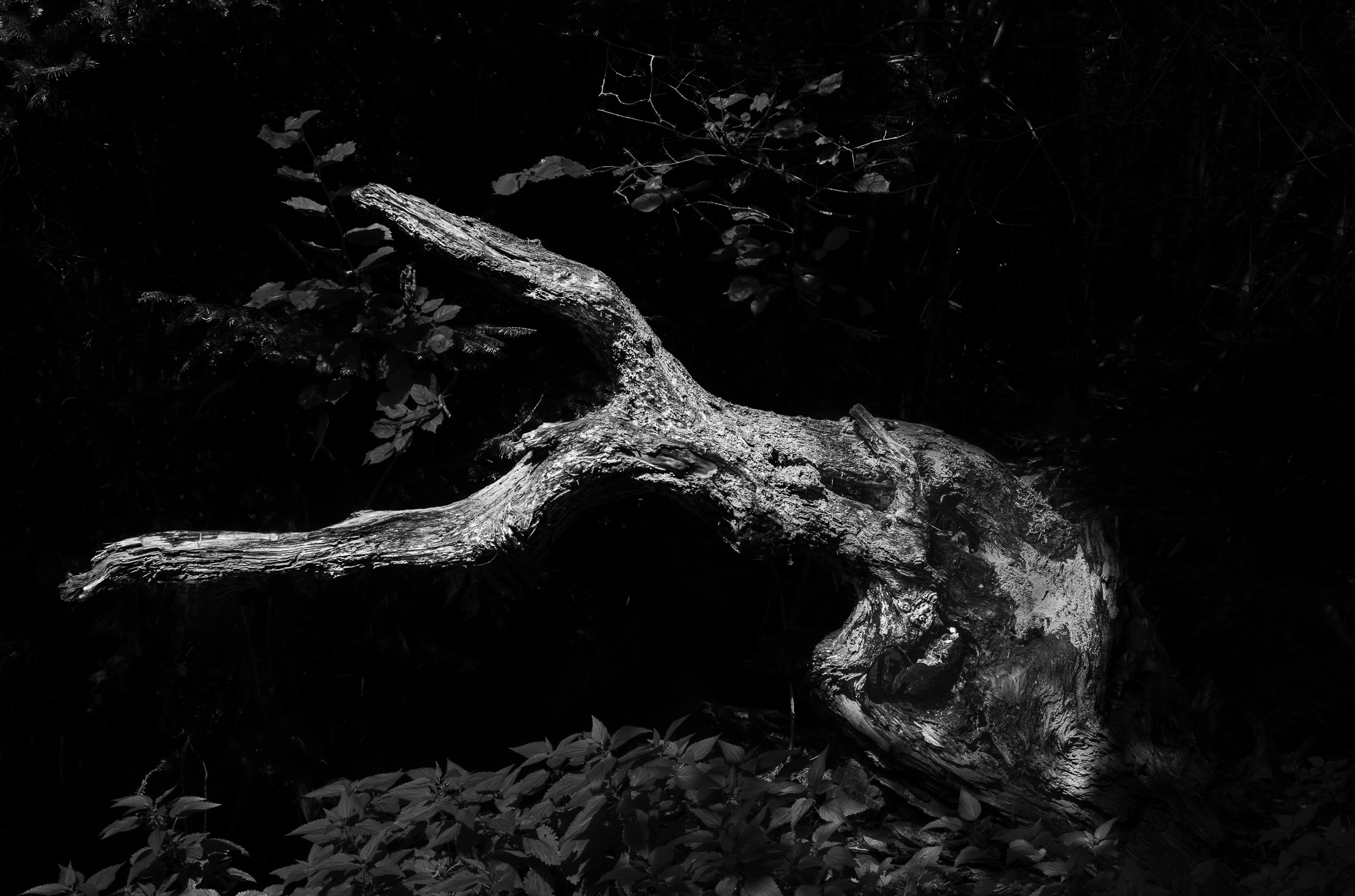 Balletic Chris Mcintosh LRPS