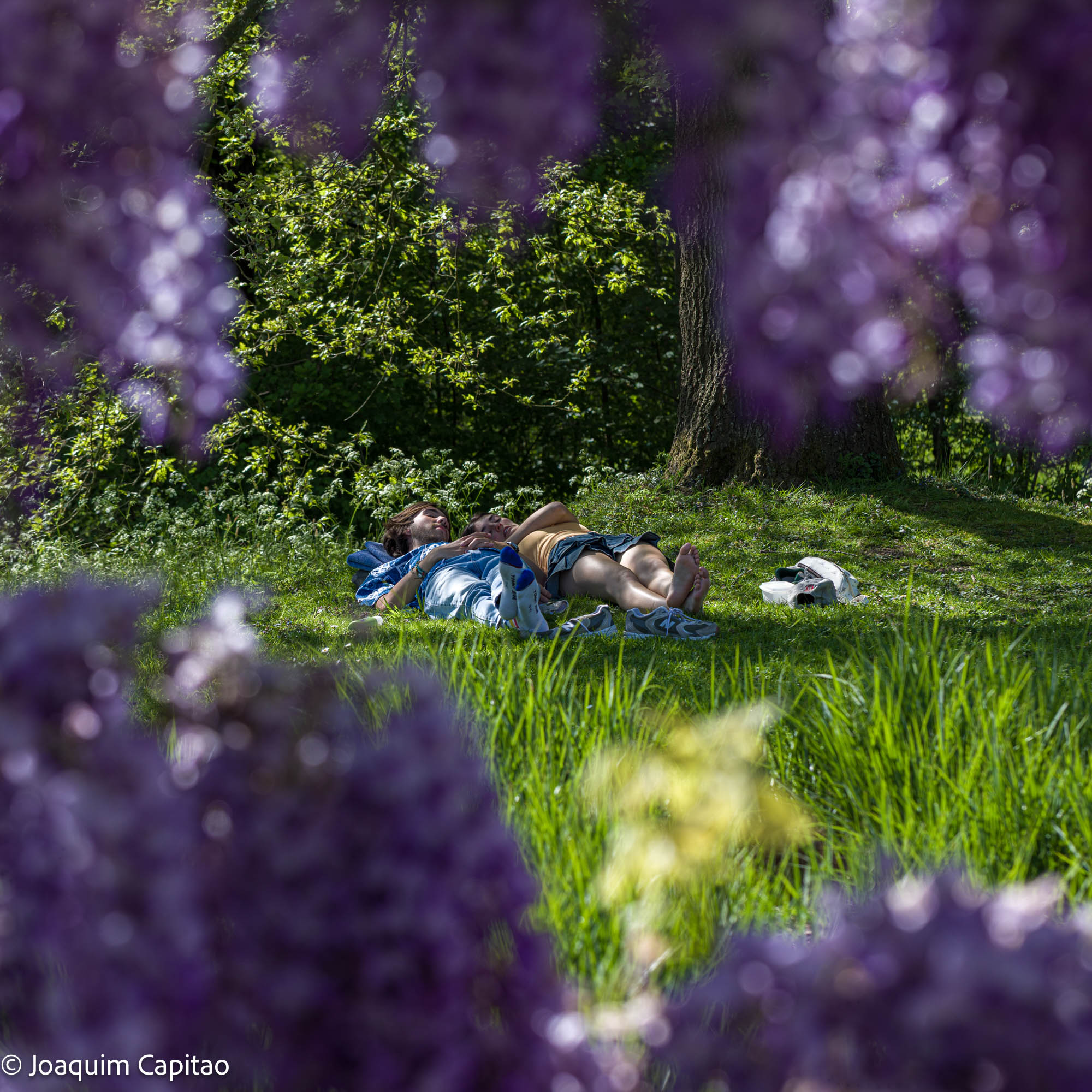 Belgium Joaquim Capitao 03 Wisteria
