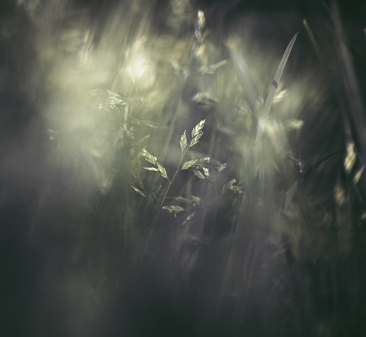 3. Grass By Nicky Love LRPS