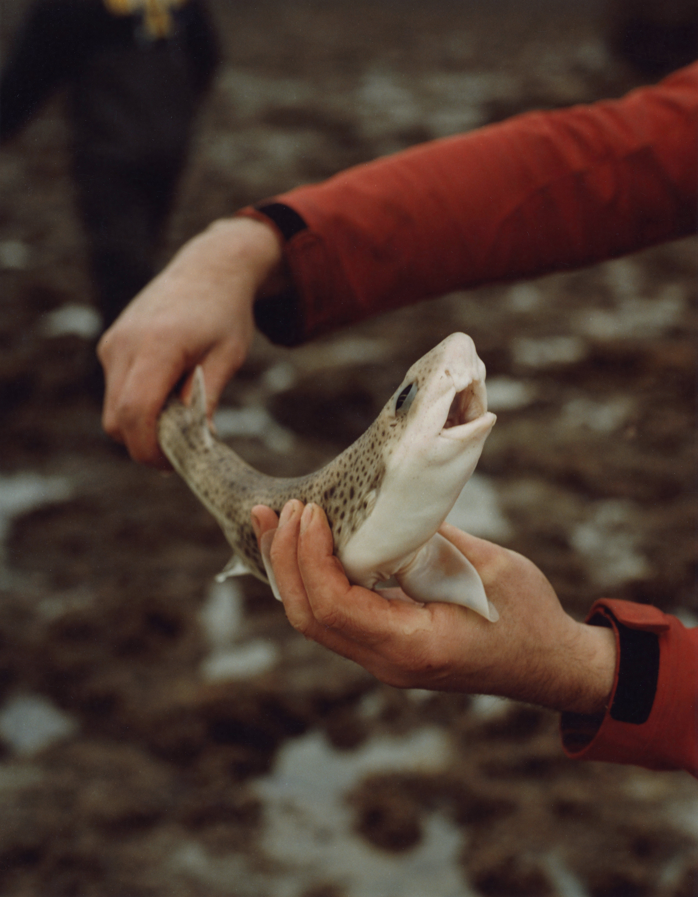 Jamie Murray - Folly 2018