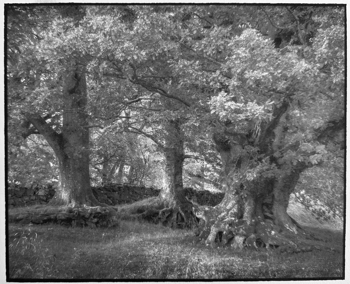 9 - Three Trees Loch Tay by Douglas Thompson FRPS