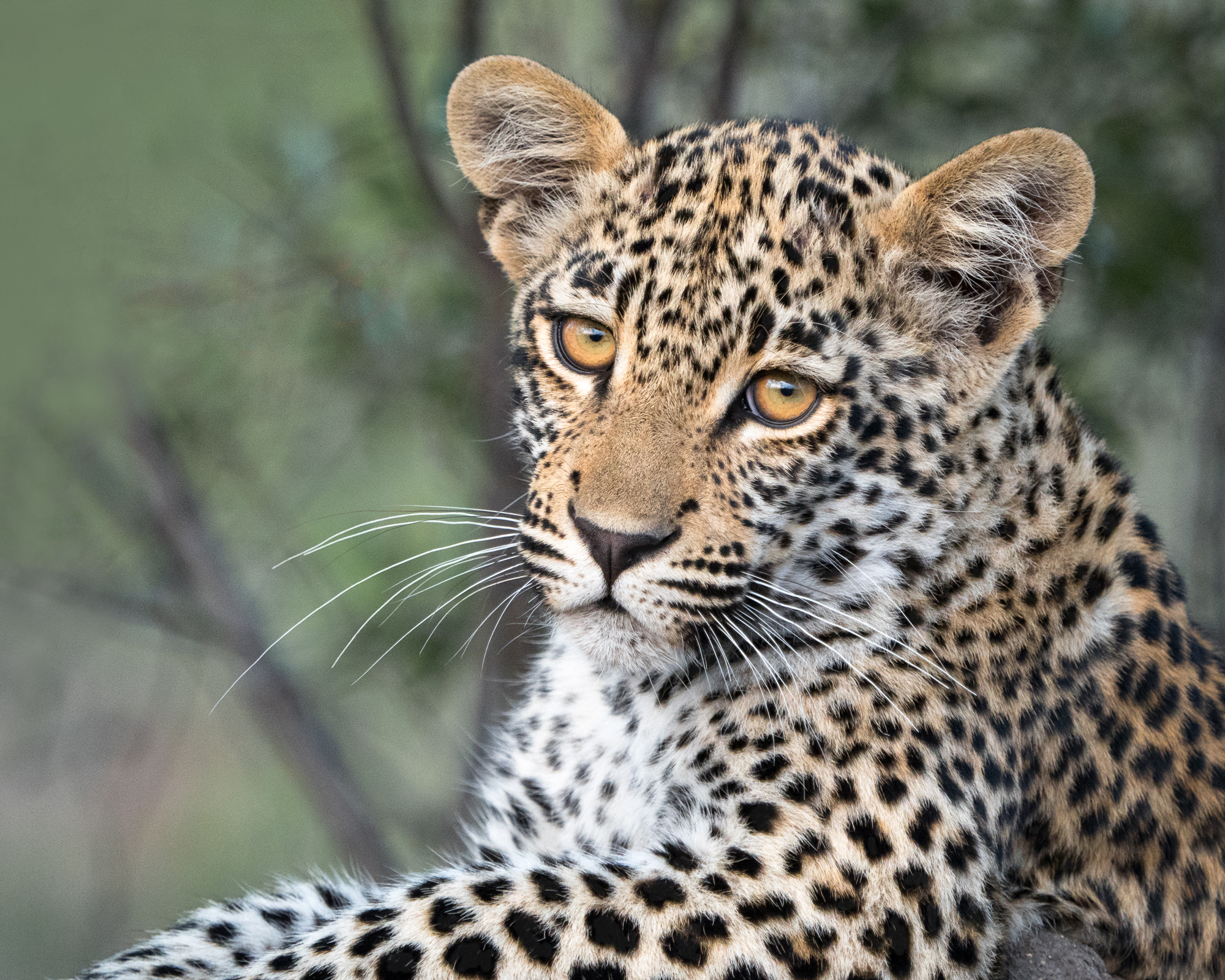 Yvonne Green LRPS Print 05