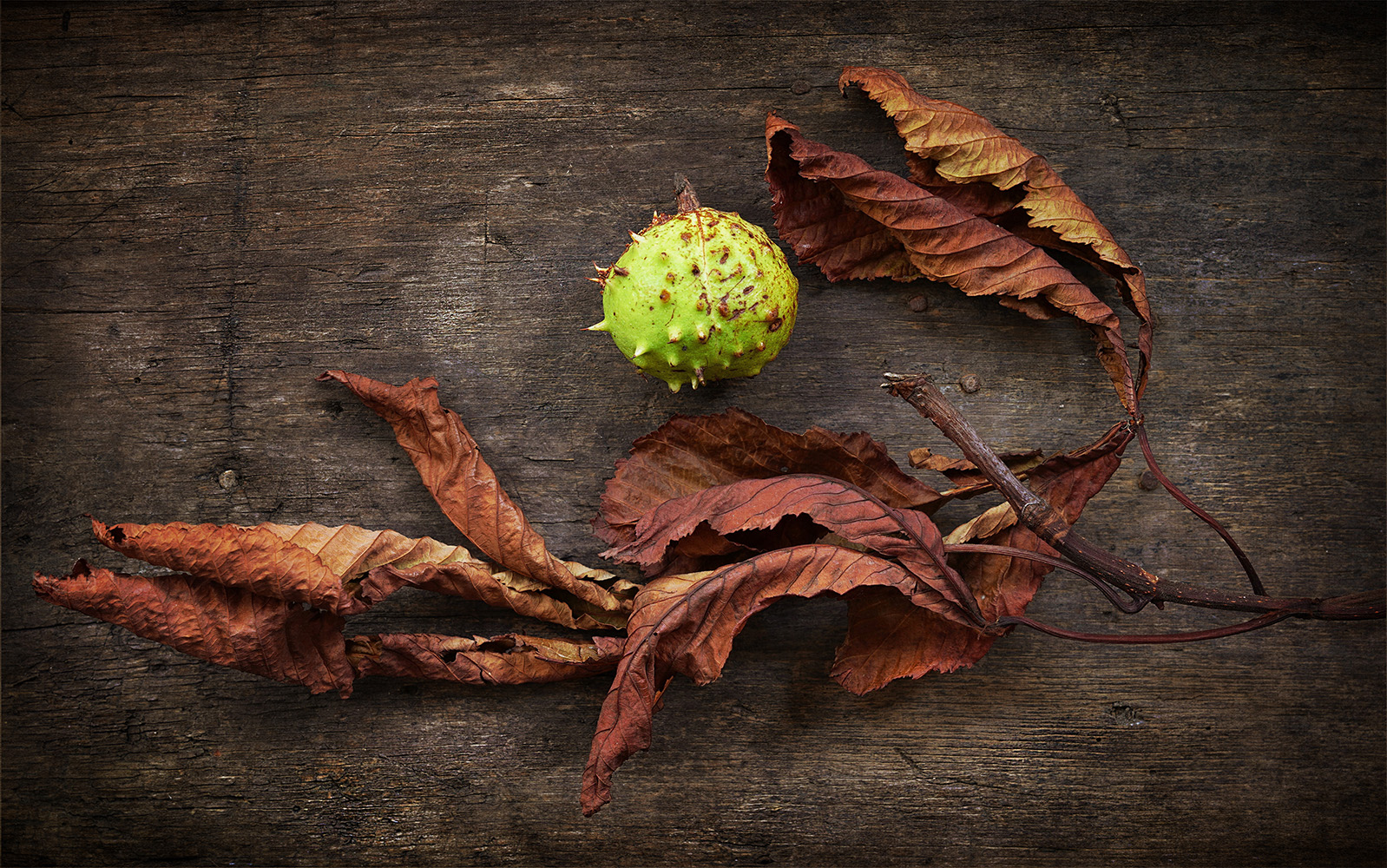 6689686 Jill Hillman Lrps The Cycle Of Life