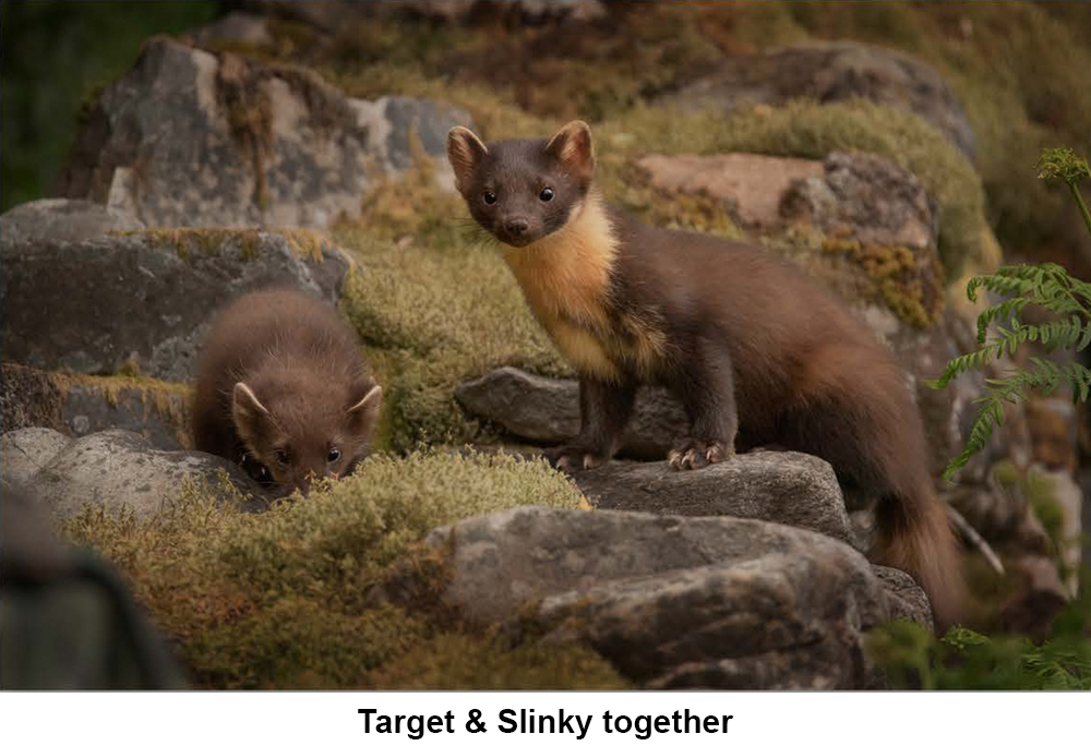 Target & Slinky Together