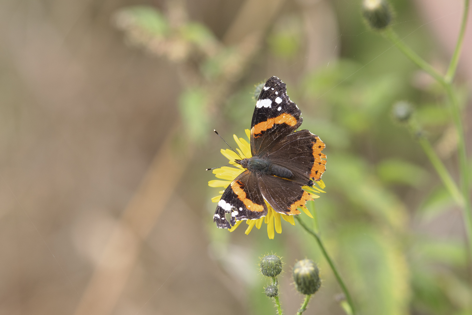 Red Admiral