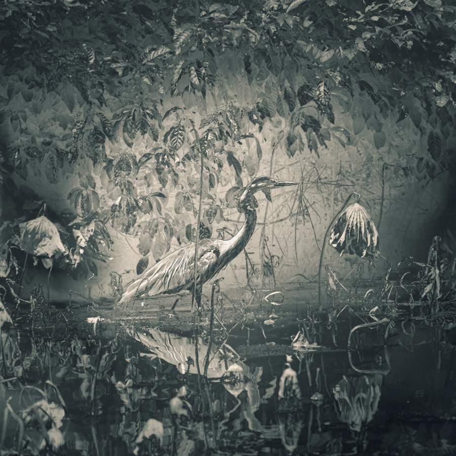 Untitled by Mary Ann Chilton ARPS (USA)