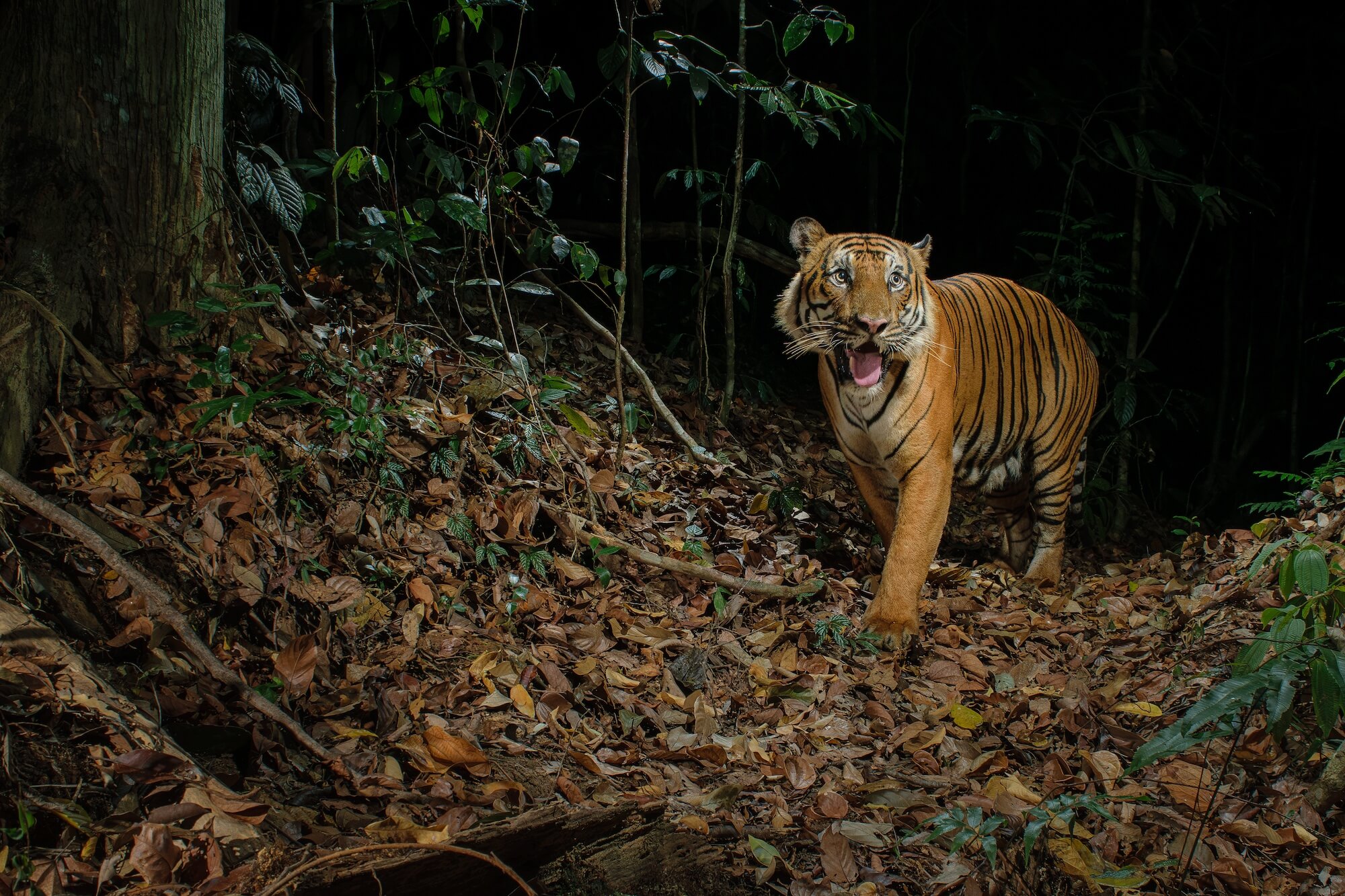 Photo © Chien C Lee Remembering Tigers Malayan Tiger 2