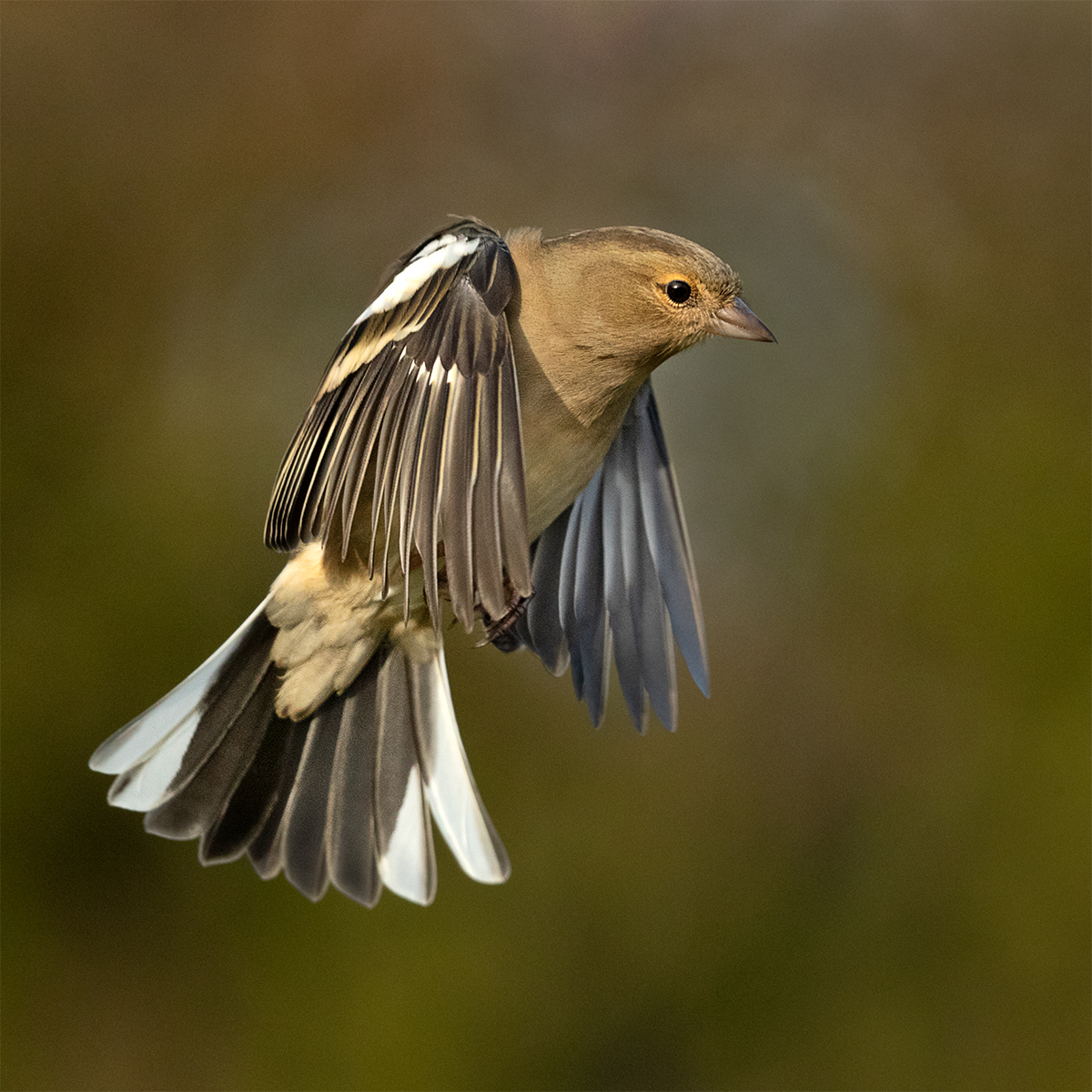 Female Chaffinch