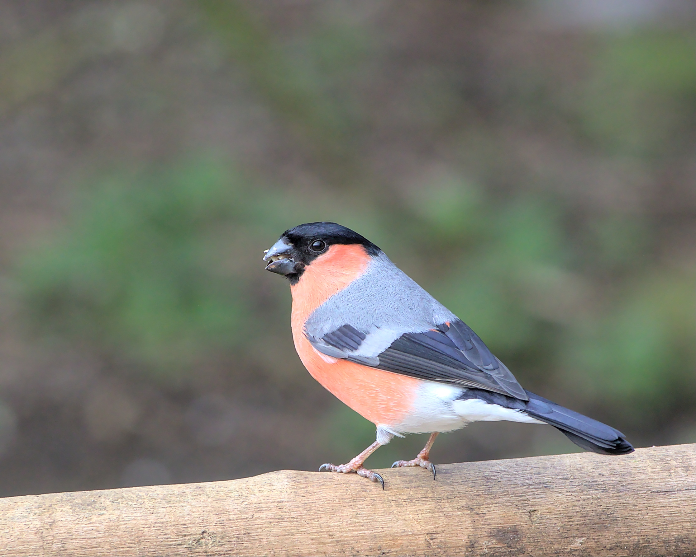 Male Bullfinch By Dave Belton
