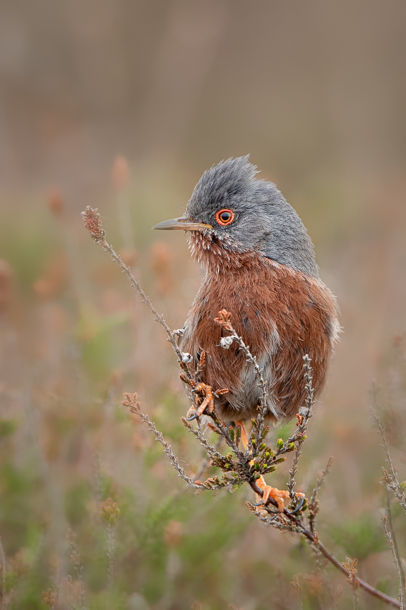 Dartford Warbler