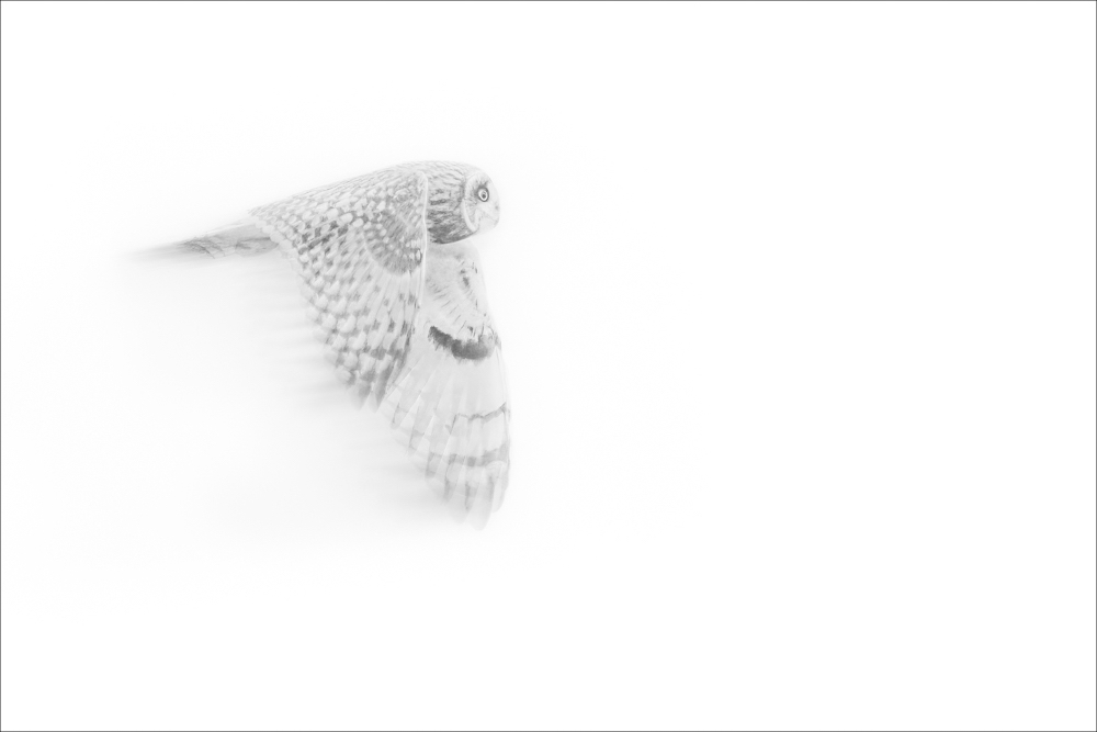 Short Eared Owl Andy Leonard