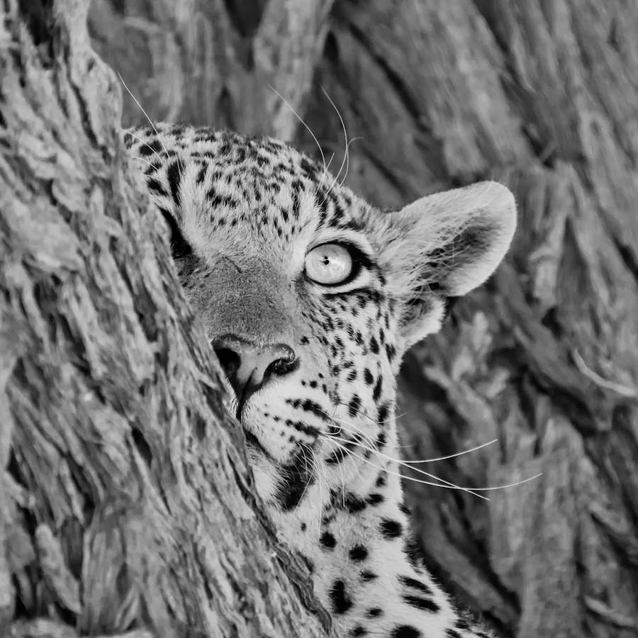 Female Leopard By Cathy Withers Clarke (South Africa)