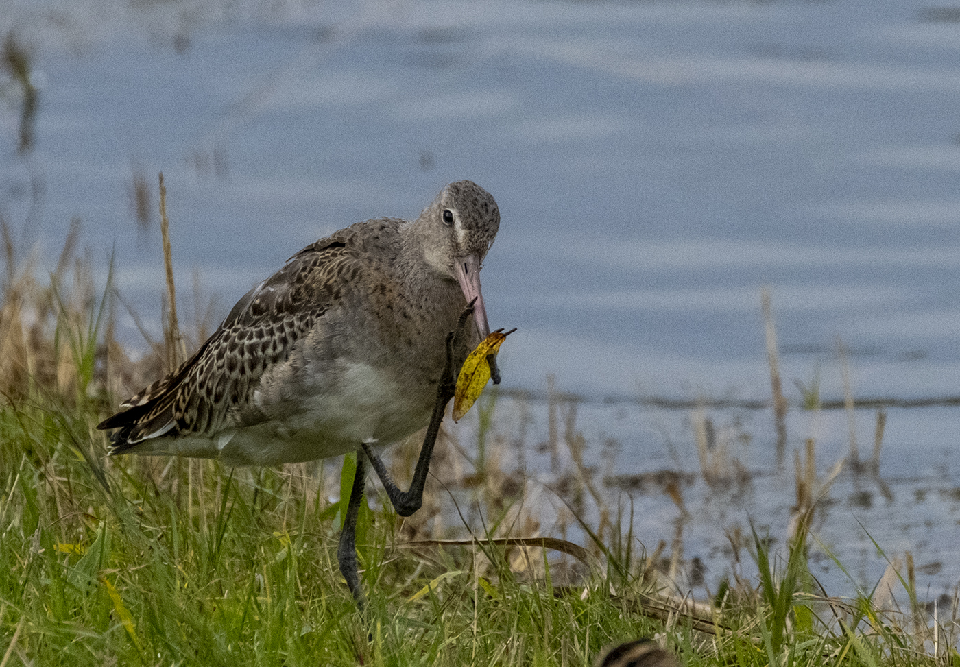 Godwit