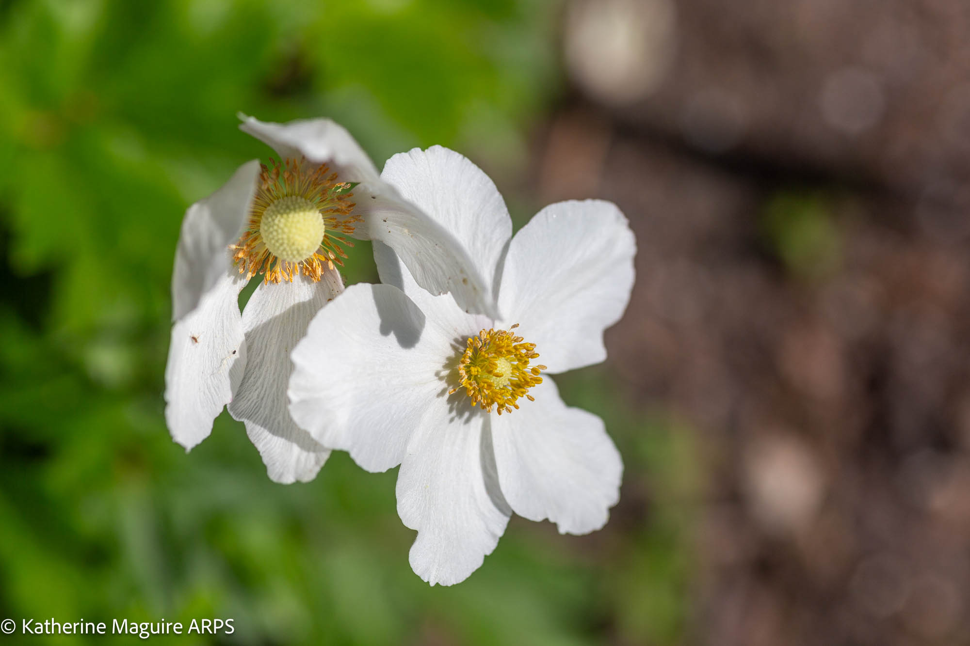NL Katherine Maguire ARPS 02 Flowers