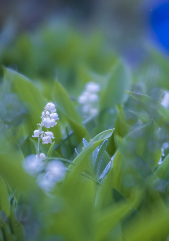 Lily Of Valley Diana F
