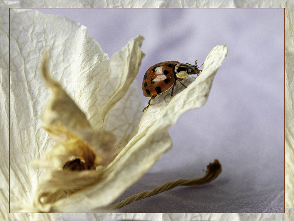 Ladybird On Dead Orchid Sue James